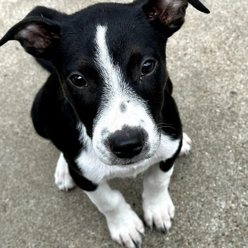 A baby small-sized male Brown / Chocolate Mixed Breed dog named Moe S for adoption in Santa Fe, TX
