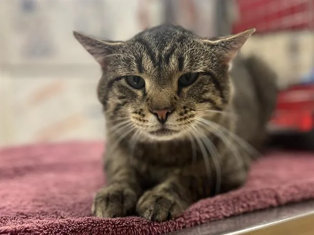 A young small-sized male Domestic Short Hair cat named Slinky for adoption in Aliquippa, PA