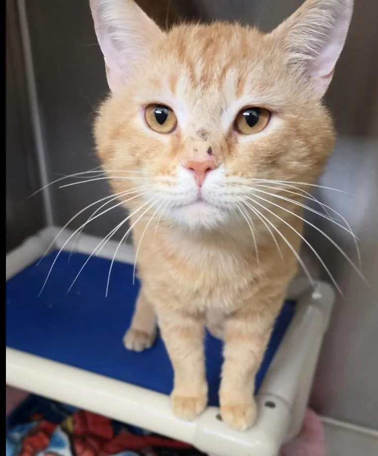 A young medium-sized male Orange / Red Domestic Short Hair cat named Mike for adoption in Wantagh, NY