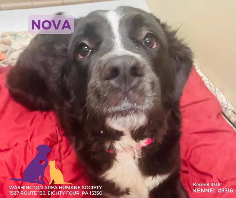 Nova