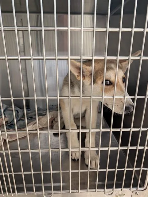 A young small-sized male German Shepherd Dog dog named Churro for adoption in Olivette, MO