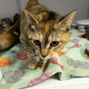 A young medium-sized female Tortoiseshell Domestic Short Hair cat named Catherine Fox for adoption in Grinnell, IA