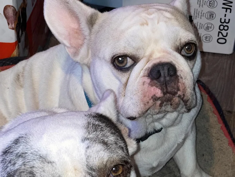 An adult small-sized female French Bulldog dog named Brooke for adoption in Douglas, GA