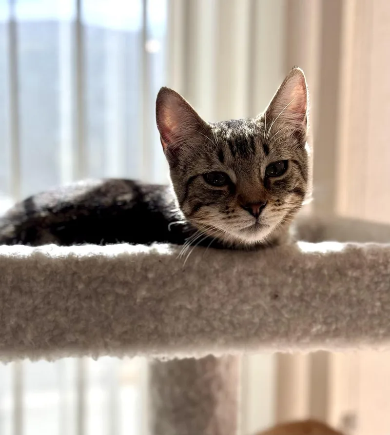 A young medium-sized female Tabby (Buff / Tan / Fawn) American Shorthair cat named Bridgett for adoption in Mission Viejo, CA