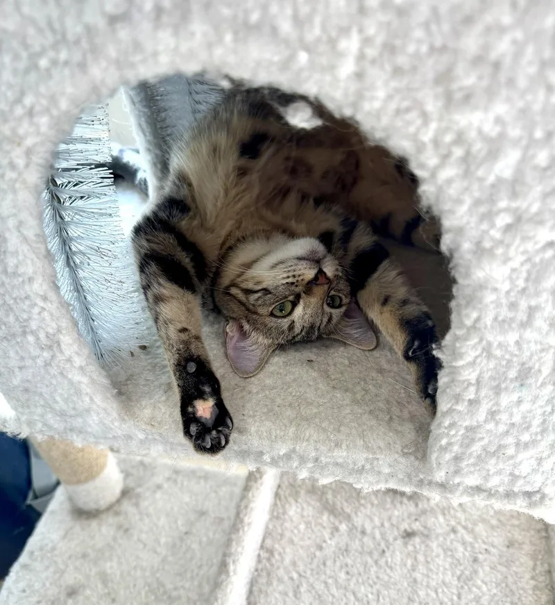 Bridgett thumbnail 2