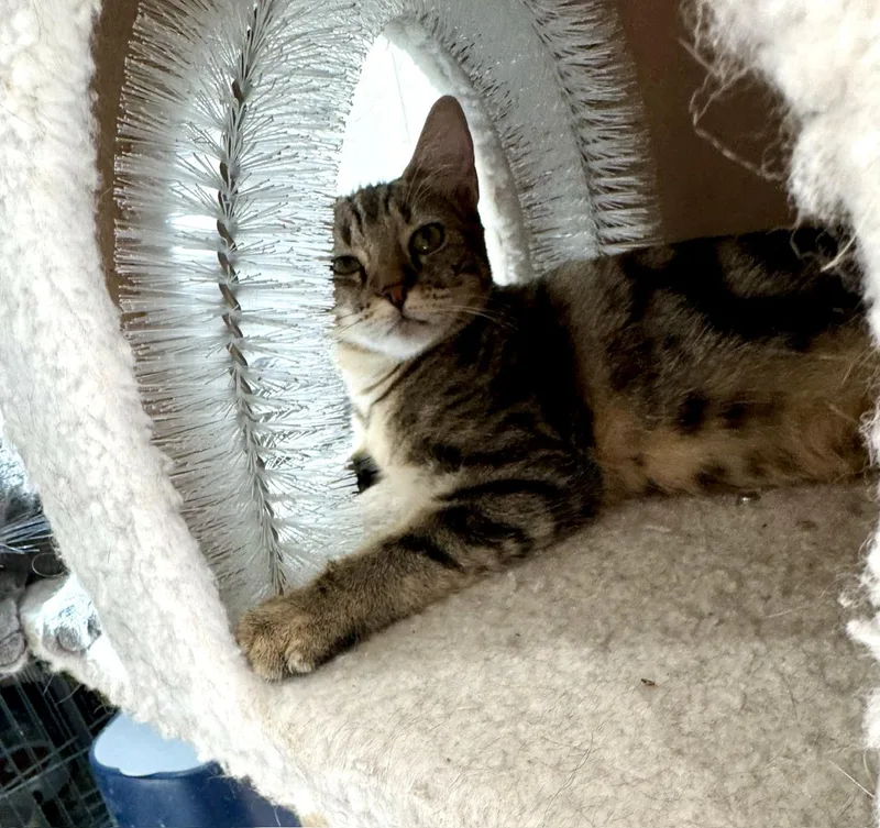 Bridgett thumbnail 5