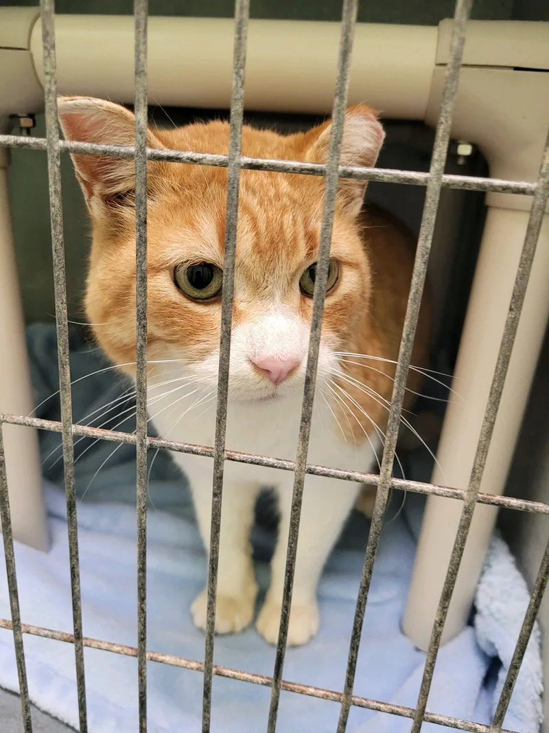 An adult medium-sized male Orange & White Domestic Short Hair cat named Ringo for adoption in Morris, MN