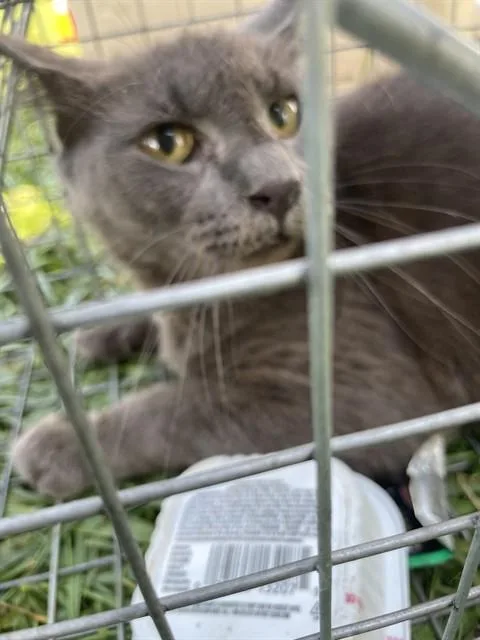 An adult small-sized female Domestic Short Hair cat named Ivy for adoption in Westminster, MD