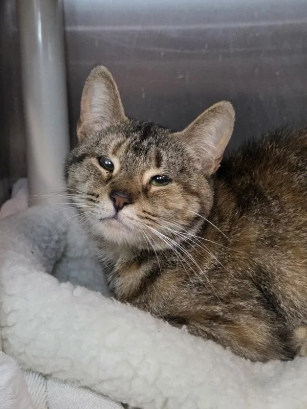 An adult medium-sized female Domestic Short Hair cat named Crinkle Cut French Fry for adoption in Millersville, MD