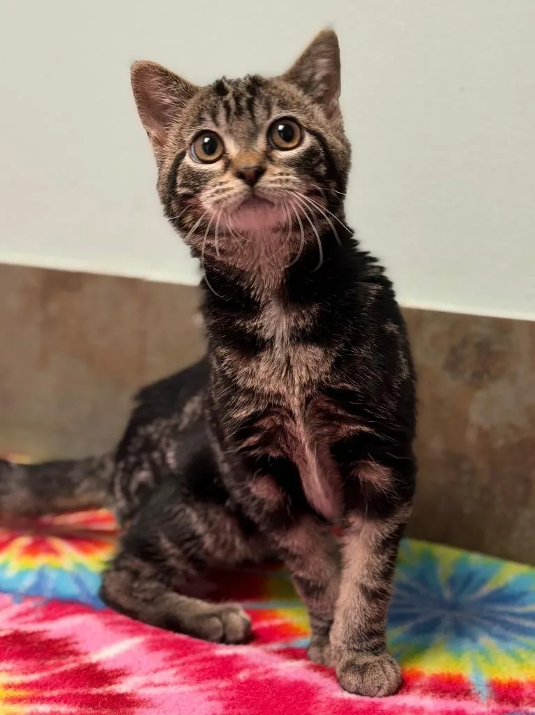 A baby small-sized female Tabby (Brown / Chocolate) Domestic Short Hair cat named Iowa for adoption in Columbus, NE