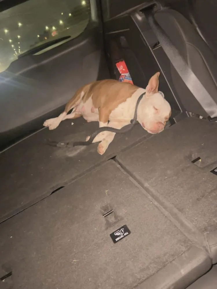 Pam Beasley thumbnail 2