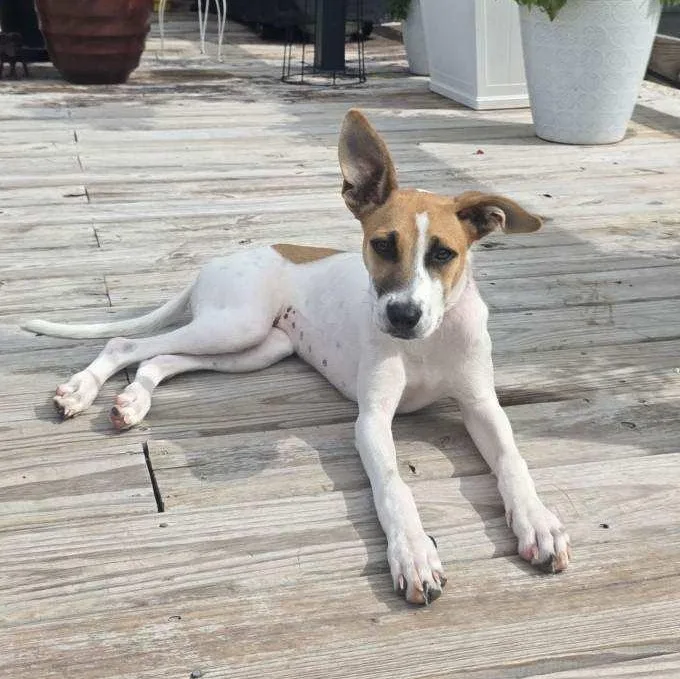 A young medium-sized female White / Cream Terrier dog named Kali for adoption in CORPUS CHRISTI, TX