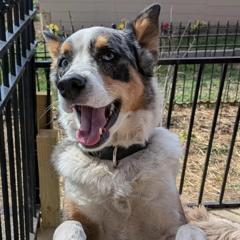 An adult medium-sized female Black Australian Cattle Dog / Blue Heeler dog named Molly for adoption in Kansas City, MO