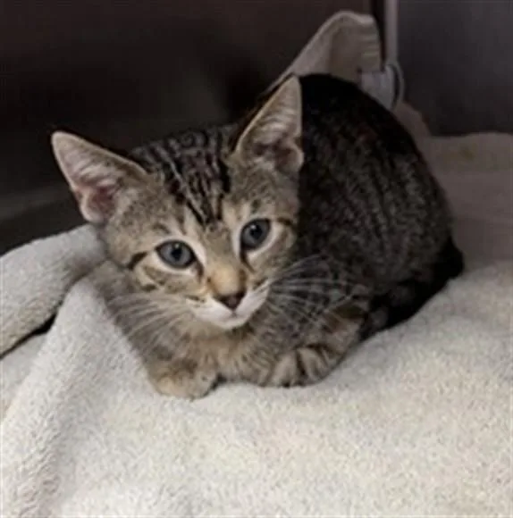 A baby small-sized female Domestic Short Hair cat named Snickers for adoption in Jacksonville, FL