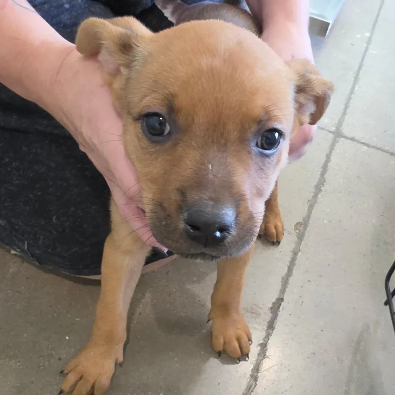 A baby medium-sized female Brown / Chocolate Mixed Breed dog named Whatchamacallit FKA P for adoption in Leander, TX