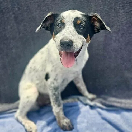 A baby medium-sized female Yellow / Tan / Blond / Fawn Australian Cattle Dog / Blue Heeler dog named Veto for adoption in Leesburg, AL