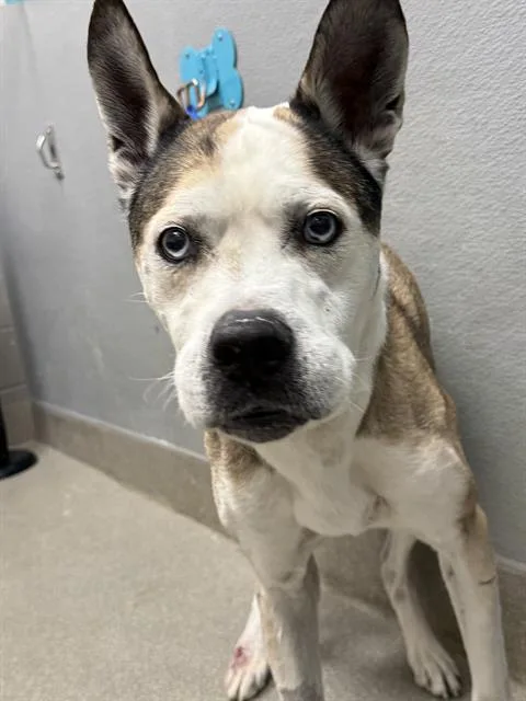 A senior large-sized male German Shepherd Dog dog named Zeus for adoption in Las Vegas, NV