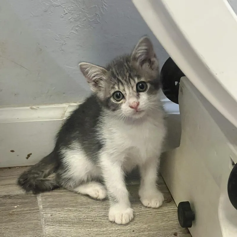 A baby small-sized male Gray / Blue / Silver Domestic Short Hair cat named Buzz Lightyear for adoption in Costa Mesa, CA