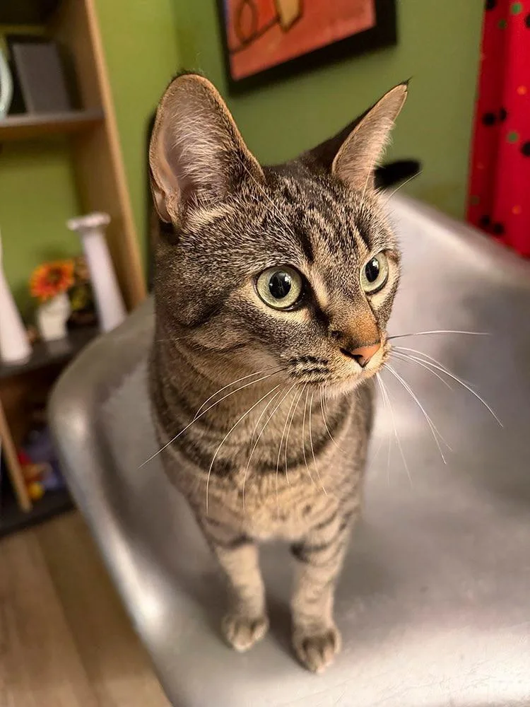 Frida Courtesy Listing