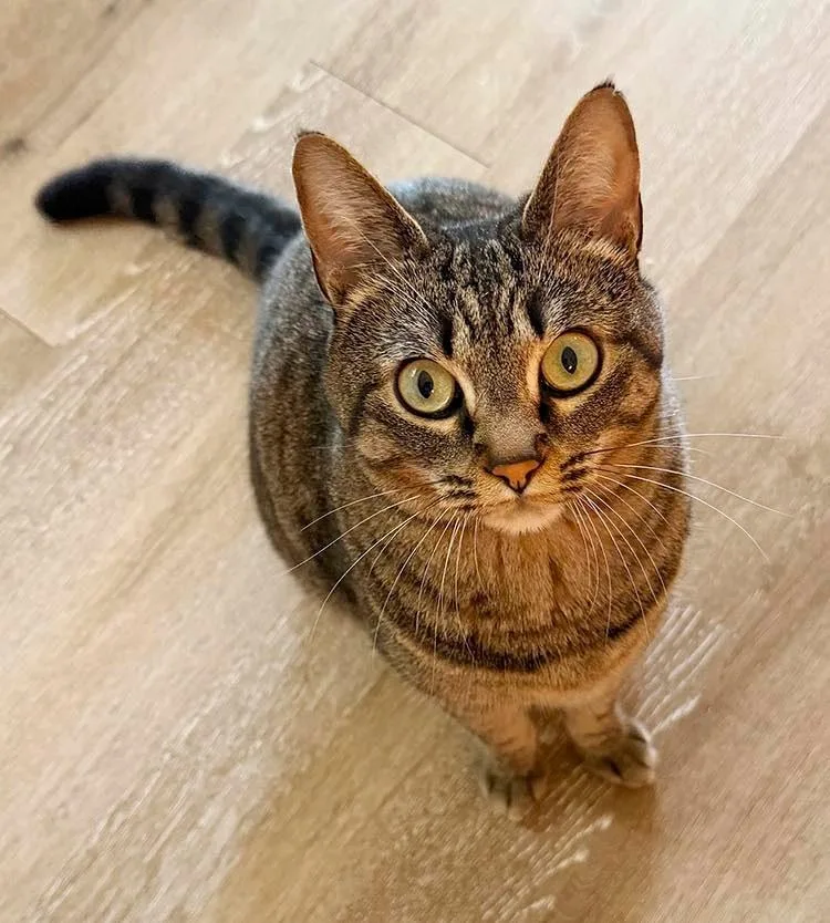 Frida Courtesy Listing thumbnail 2