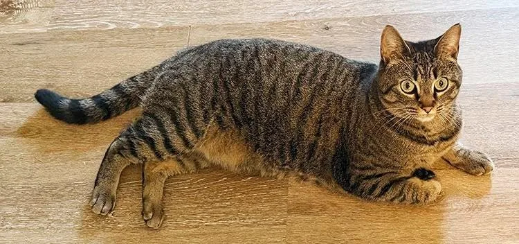 Frida Courtesy Listing thumbnail 3