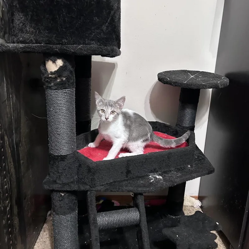 A baby small-sized male Gray / Blue / Silver Domestic Short Hair cat named Ziggy for adoption in Wichita, KS