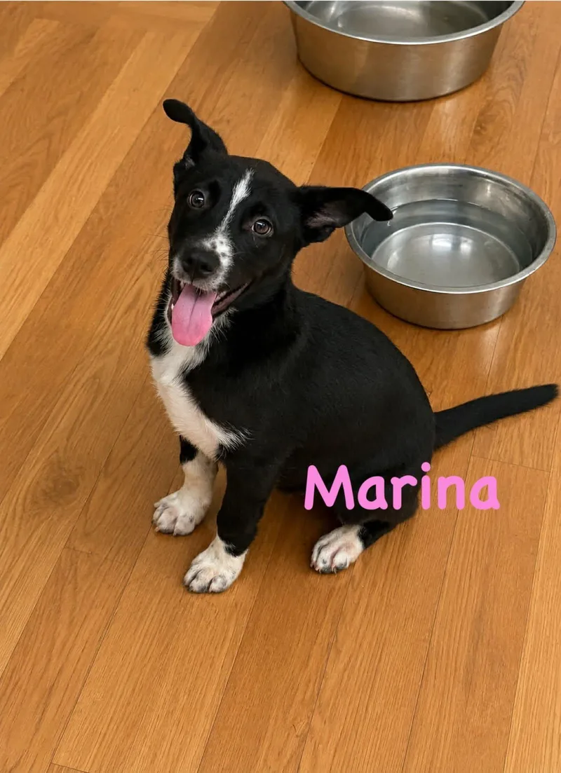 A baby medium-sized female Black Labrador Retriever dog named Marina for adoption in Schaumburg, IL