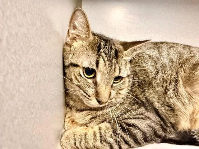 An adult small-sized male Tabby (Brown / Chocolate) Domestic Short Hair cat named Thomas for adoption in Winter Haven, FL