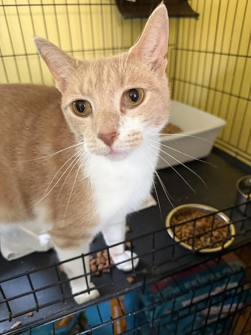 An adult medium-sized male Buff & White Domestic Short Hair cat named Sonny Boy for adoption in Broomall, PA