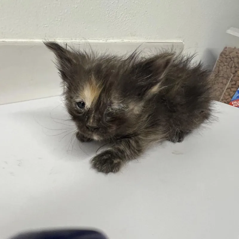 A baby small-sized female Calico Domestic Short Hair cat named Dusty for adoption in St. Louis, MO