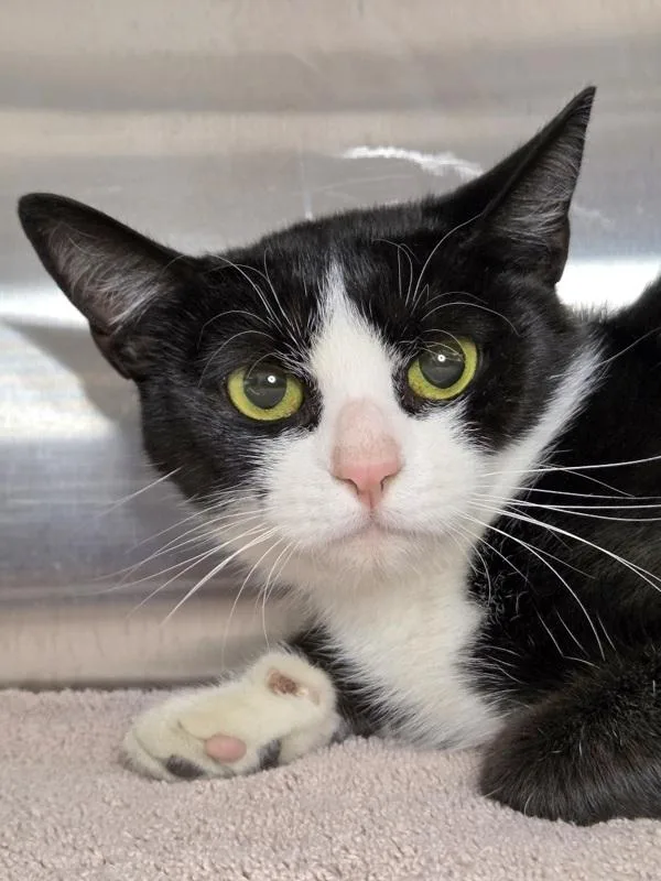 A young small-sized female Domestic Short Hair cat named Gambrills for adoption in Millersville, MD