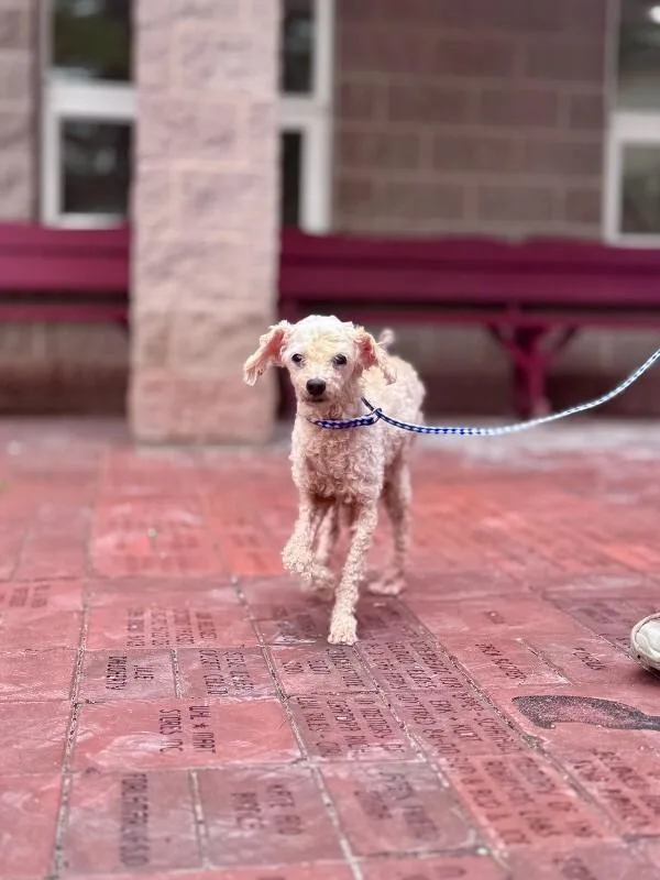 An adult small-sized female Golden Miniature Poodle dog named Kaley Q for adoption in Wooster, OH
