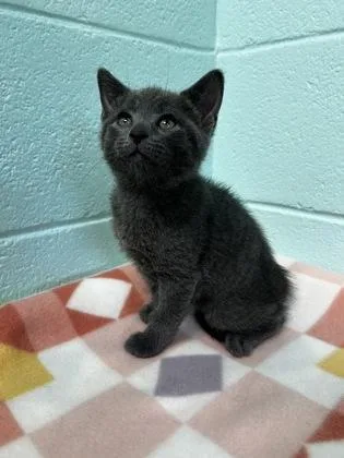 An adult small-sized male Domestic Short Hair cat named Strauss for adoption in Spruce Pine, NC