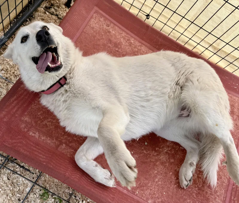 An adult large-sized female White / Cream Great Pyrenees dog named Daisy for adoption in Dale, TX