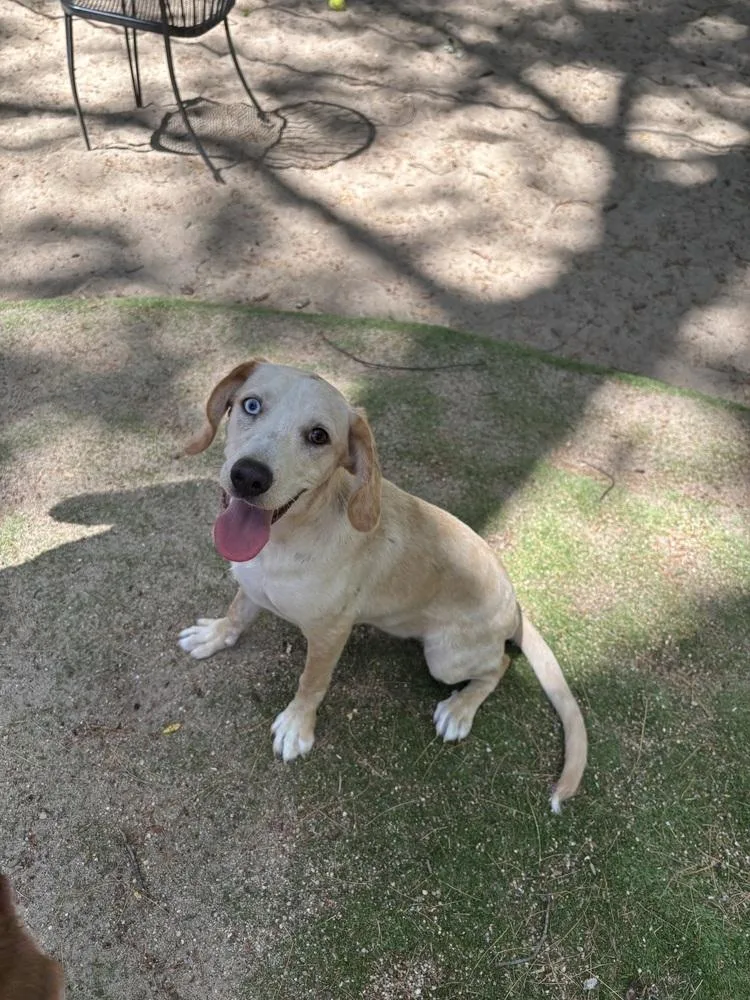 A baby large-sized male Hound dog named Hopper for adoption in Armonk, NY