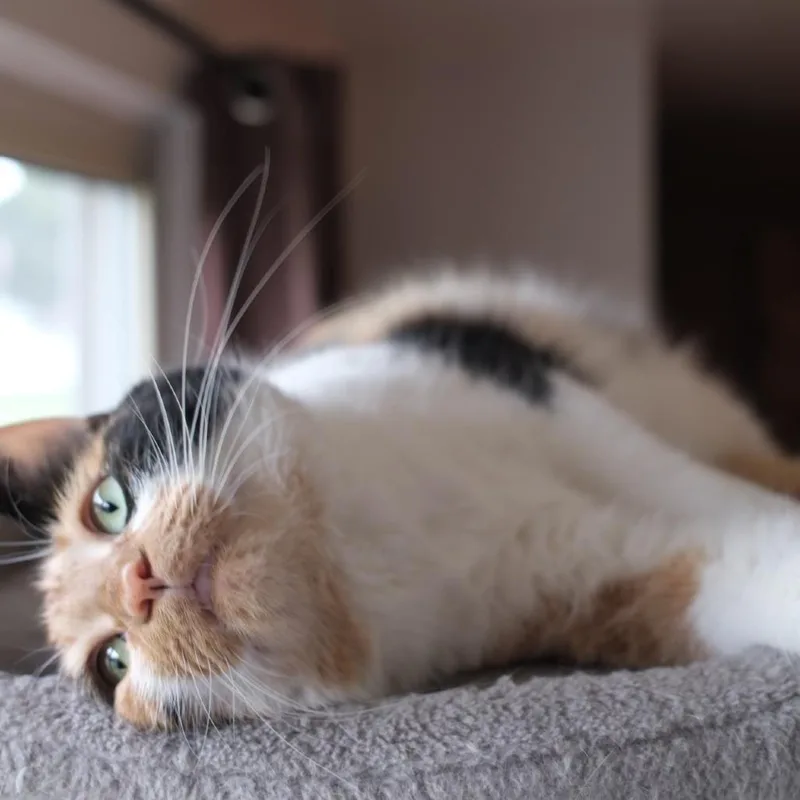 An adult large-sized female Calico Domestic Short Hair cat named Chloe for adoption in Novelty, OH