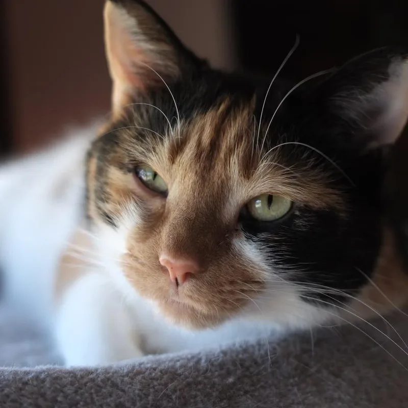 Chloe thumbnail 2