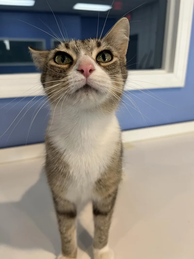 C Litter Mama Pasta thumbnail 2