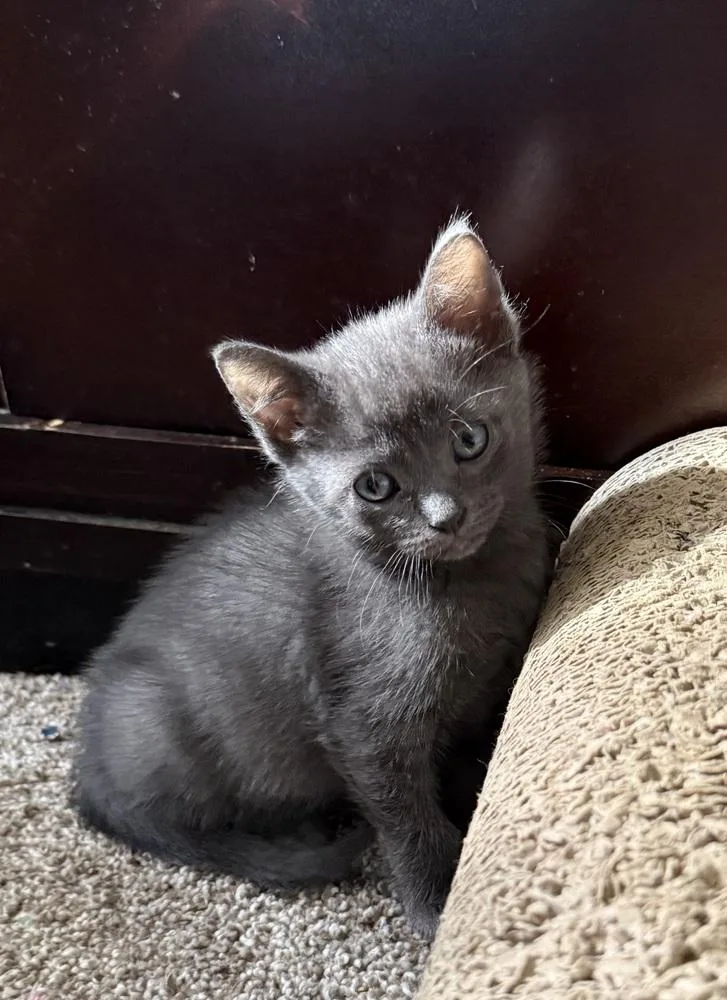 A baby small-sized female Gray / Blue / Silver Domestic Short Hair cat named Lilibet for adoption in Ferndale, MI