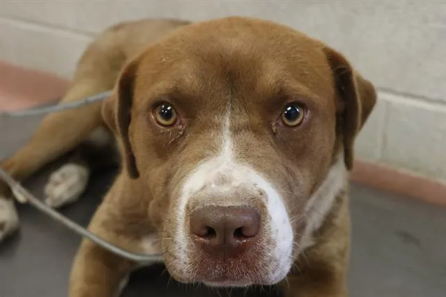 A young large-sized female Mixed Breed dog named Mabel for adoption in Columbia, SC