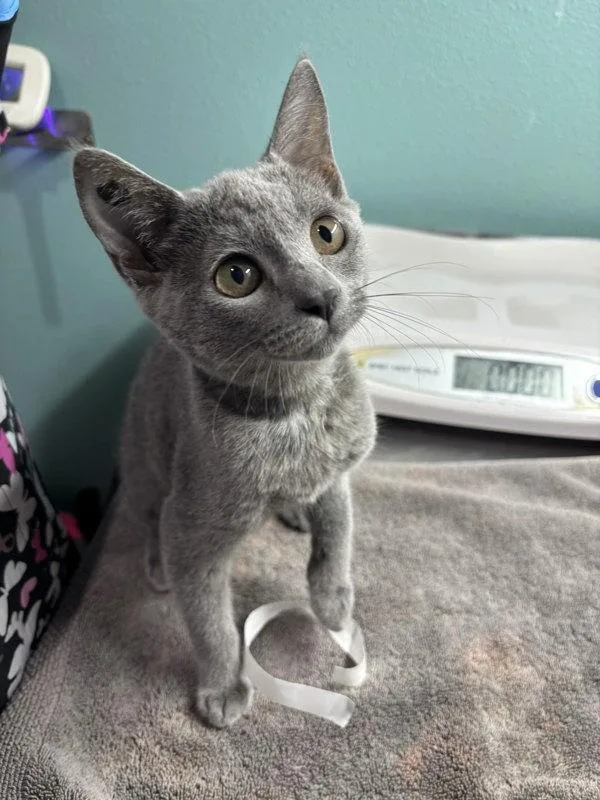 A baby small-sized female Domestic Short Hair cat named Voltatia for adoption in Sherwood, OR