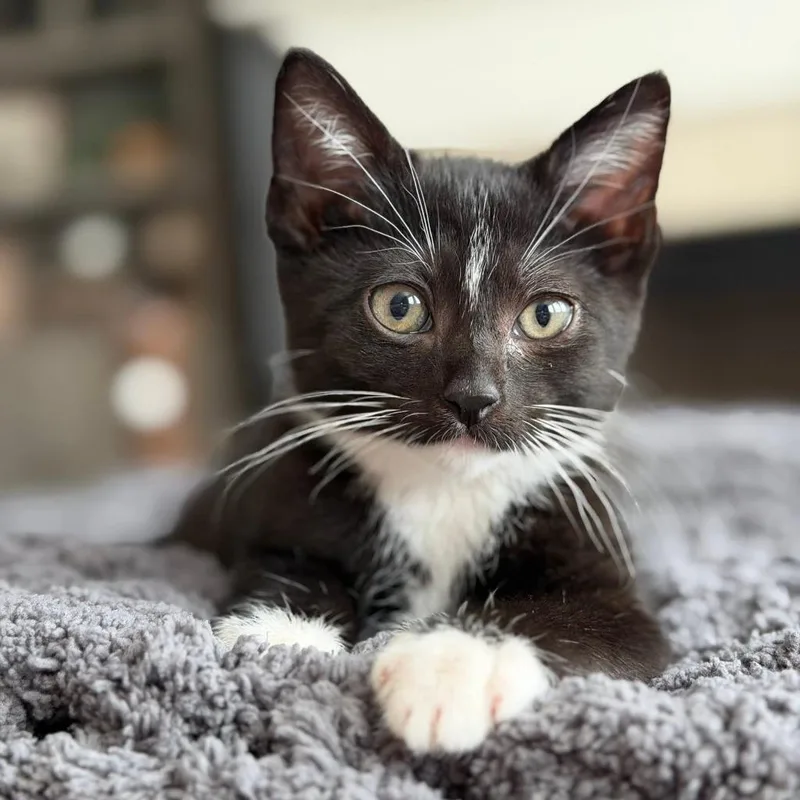 A baby medium-sized female Domestic Short Hair cat named Comet for adoption in Columbia, IL