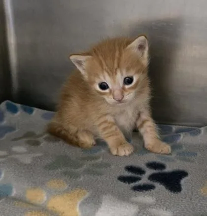 A baby small-sized female Domestic Short Hair cat named Sydney for adoption in Gainesville, FL