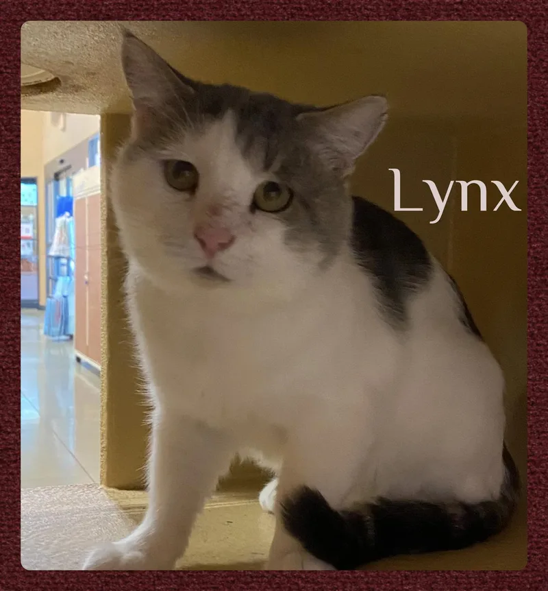 An adult medium-sized male Tabby cat named Lynx for adoption in Lawton, OK