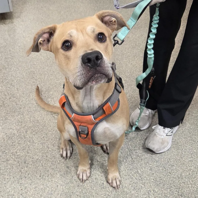 An adult large-sized male Yellow / Tan / Blond / Fawn Mixed Breed dog named Jellybones for adoption in Jacksonville, FL