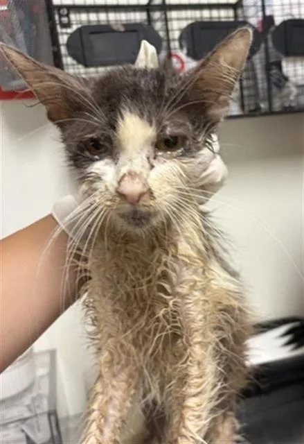A young medium-sized female Domestic Short Hair cat named A for adoption in Bakersfield, CA