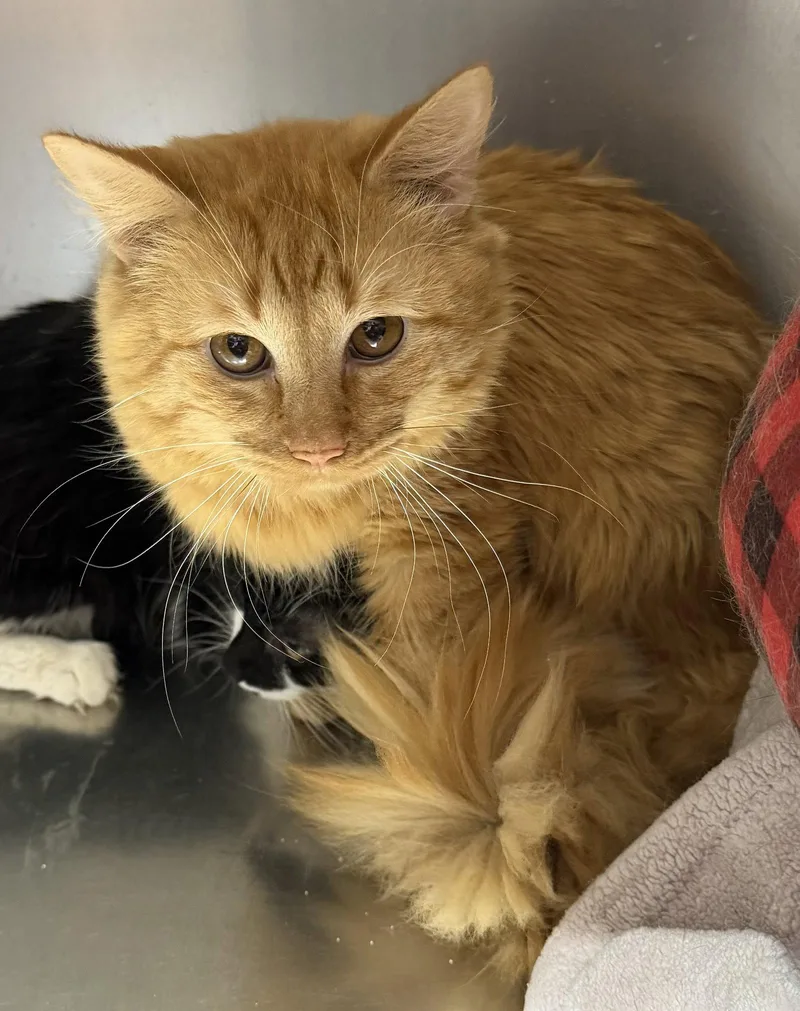 An adult medium-sized male Orange / Red Domestic Long Hair cat named Dinky for adoption in Elkins, WV
