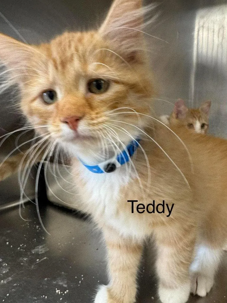 A baby small-sized male Orange & White Domestic Medium Hair cat named Teddy for adoption in Saint George, UT