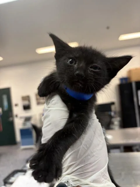 A baby small-sized male Domestic Short Hair cat named Jacob for adoption in Thousand Palms, CA