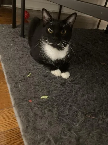 A young medium-sized female Domestic Short Hair cat named Peanut for adoption in Ridgewood, NY